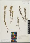Foto von Salix repens subsp. incubacea (L.) A. Neumann